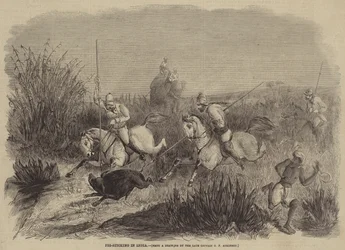 Caccia al cinghiale in India